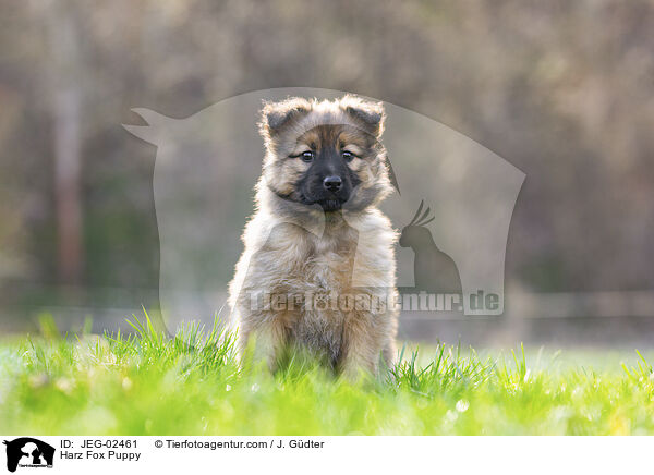Harz Fox Puppy / JEG-02461