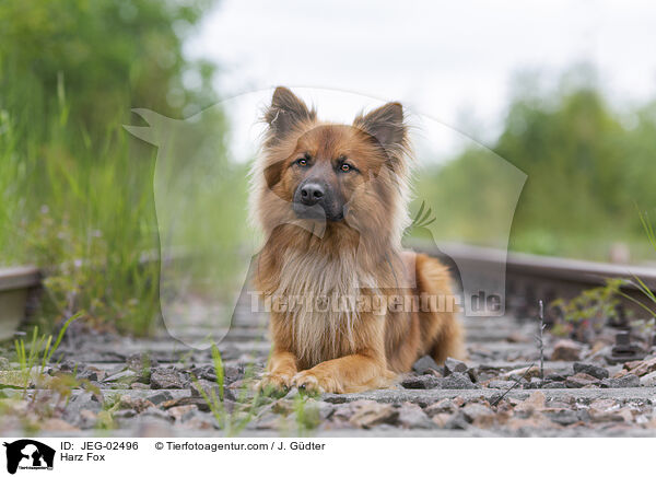 Harz Fox / JEG-02496