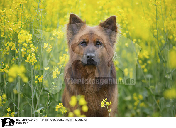 Harzer Fuchs / Harz Fox / JEG-02497