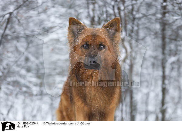 Harzer Fuchs / Harz Fox / JEG-02544