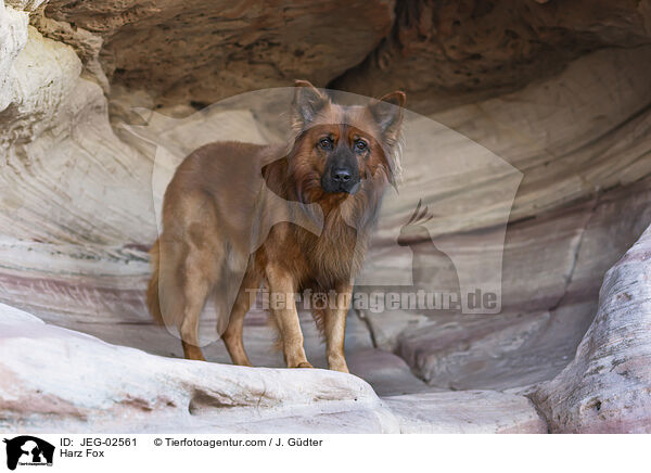 Harzer Fuchs / Harz Fox / JEG-02561