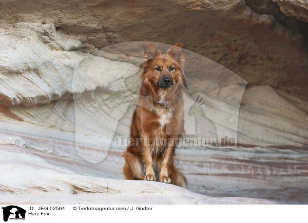 Harzer Fuchs / Harz Fox / JEG-02564
