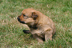 Harz Fox Puppy in the meadow