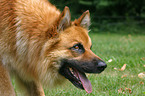 Harz Fox Portrait