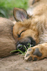 sleeping Harz Fox puppy