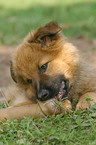 nibbling Harz Fox Puppy