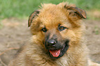 Harz Fox Puppy Portrait