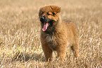 standing Harz Fox Puppy