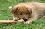 nibbling Harz Fox Puppy