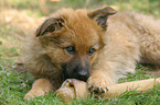 nibbling Harz Fox Puppy