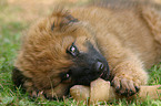 Harz Fox Puppy eats chew bone