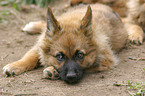 lying Harz Fox Puppy