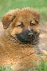 cute Harz Fox puppy