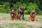 Harz Foxes and goat