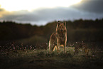 standing Harz Fox