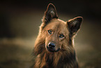Harz Fox portrait