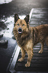 Harz Fox