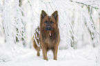 Harz Fox in the winter