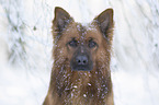 Harz Fox in the winter