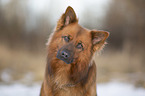 Harz Fox in the winter