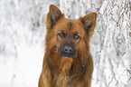Harz Fox in the winter