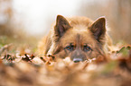 Harz Fox