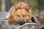 Harz Fox