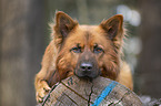 Harz Fox