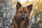 Harz Fox Portrait