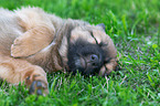 Harz Fox Puppy