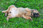 Harz Fox Puppy