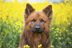 Harz Fox Portrait