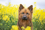 Harz Fox Portrait