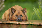 lying Harz Fox