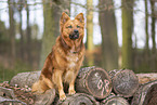 sitting Harz Fox