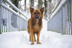 Harz Fox