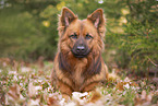 lying Harz Fox