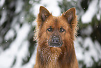 Harz Fox Portrait