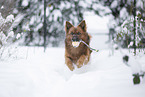 playing Harz Fox