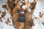 Harz Fox Portrait