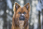 Harz Fox Portrait