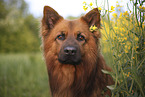 Harz Fox Portrait