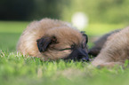 Harz Fox Puppy