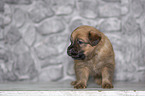 Harz Fox Puppy