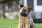 Harz Fox puppy