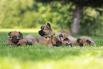 Harz Fox puppies
