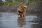 male Harz Fox