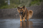 male Harz Fox