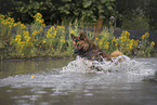 male Harz Fox