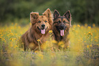 male Harz Foxes